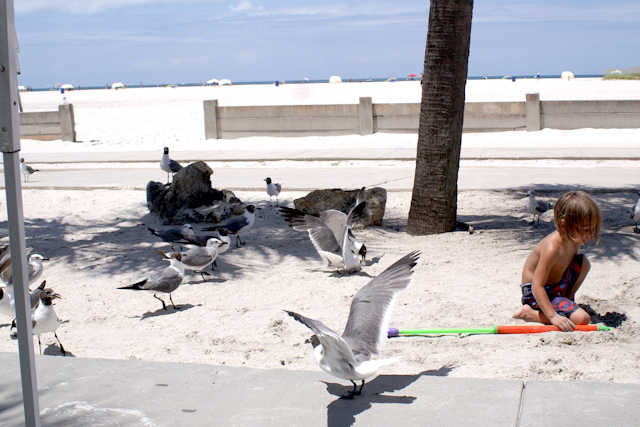 boy & birds