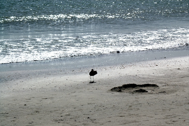 bird and beach