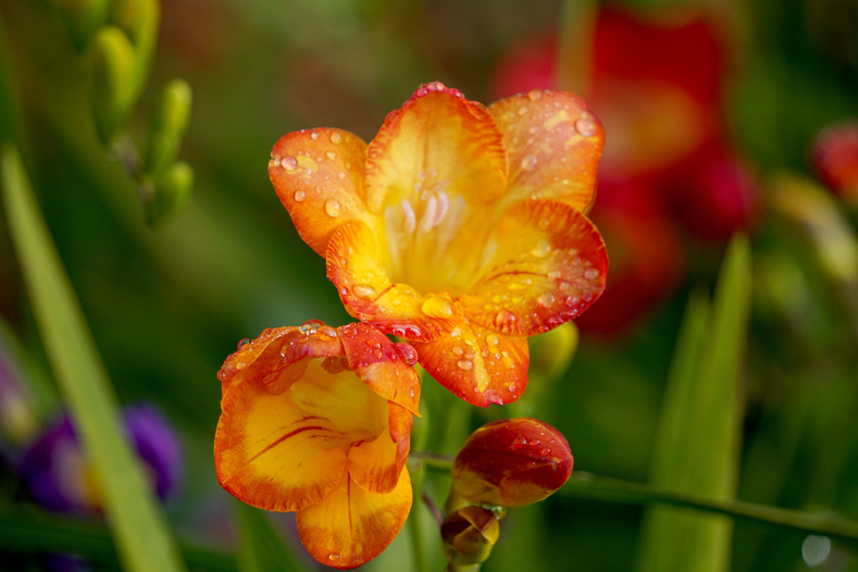 Neighborhood flowers 3