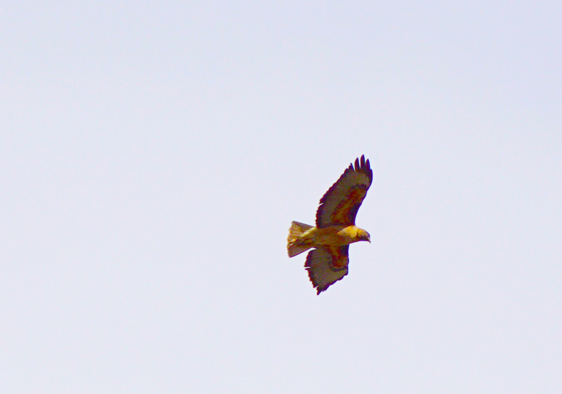 Hawk overhead