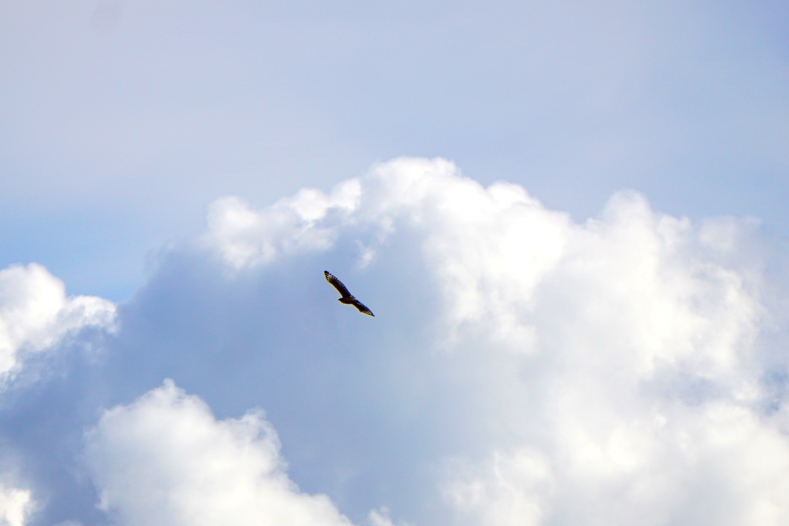 Hawk in clouds