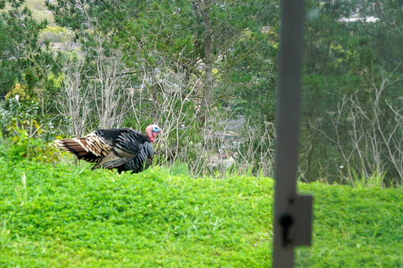 Turkey in backyard